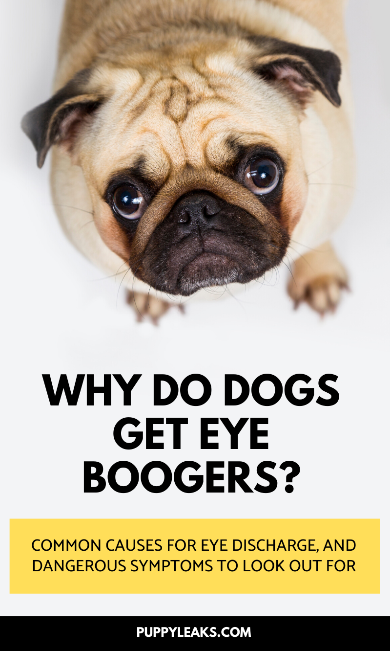 Why Do Dogs Get Eye Boogers