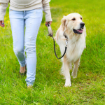 How I Stopped My Dog From Pulling on the Leash