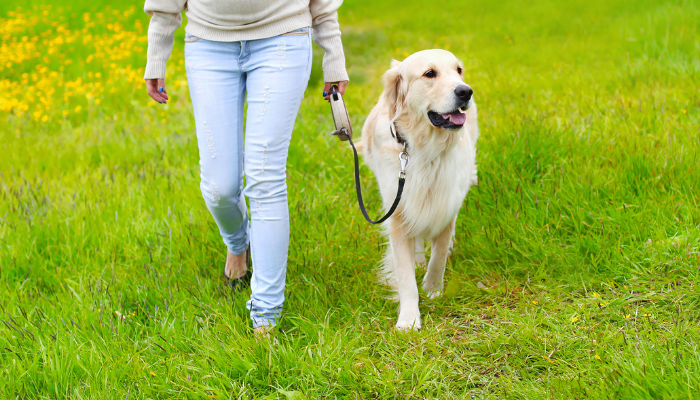 pulling on leash