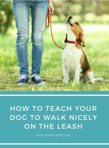How To Teach Your Dog to Walk Nicely on the Leash
