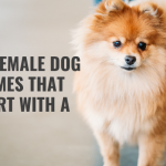 500 Female Dog Names That Start With A