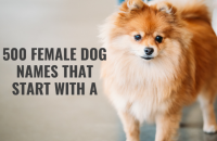 500 Girl Dog Names That Start With The Letter A