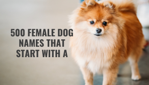 500 Girl Dog Names That Start With The Letter A