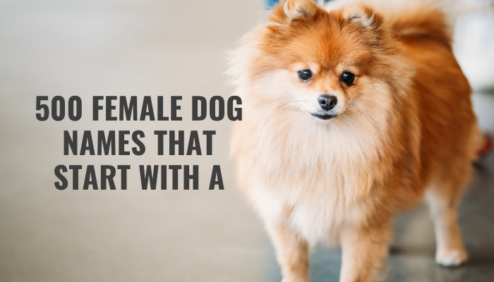 500 Female Dog Names That Start With A Puppy Leaks