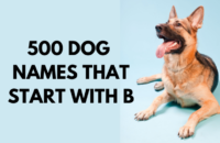 Dog Names That Start With B