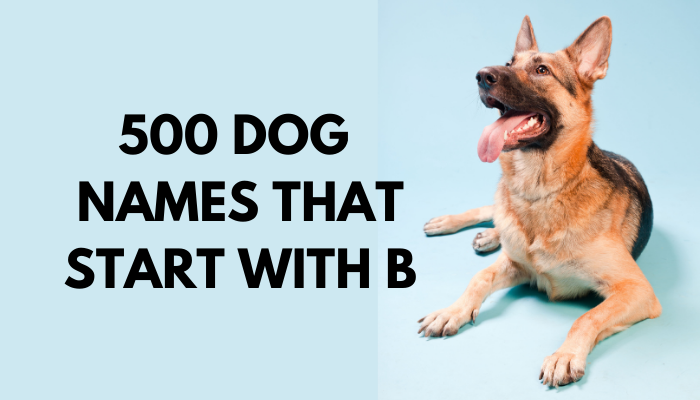500 Dog Names That Start With B Puppy Leaks