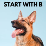 Dog Names That Begin With The Letter B