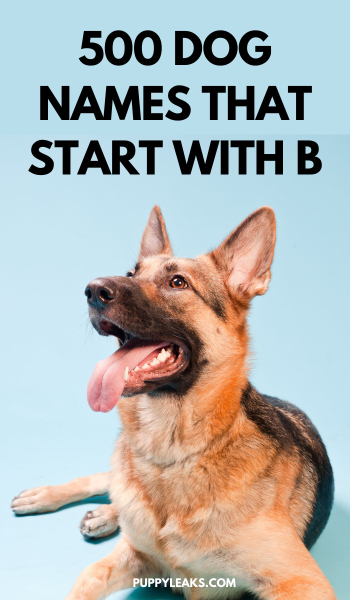 Dog Names That Begin With The Letter B