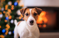 How to treat your dog this holiday