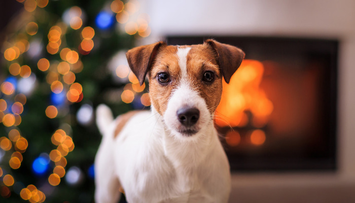 How to treat your dog this holiday
