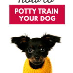 Potty Training Your Puppy