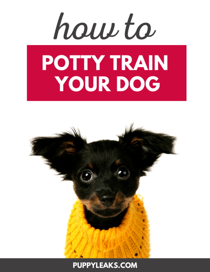 Potty Training Your Puppy