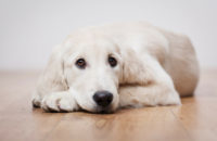 500 Short Dog Names
