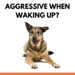 Why your dog is aggressive when waking up