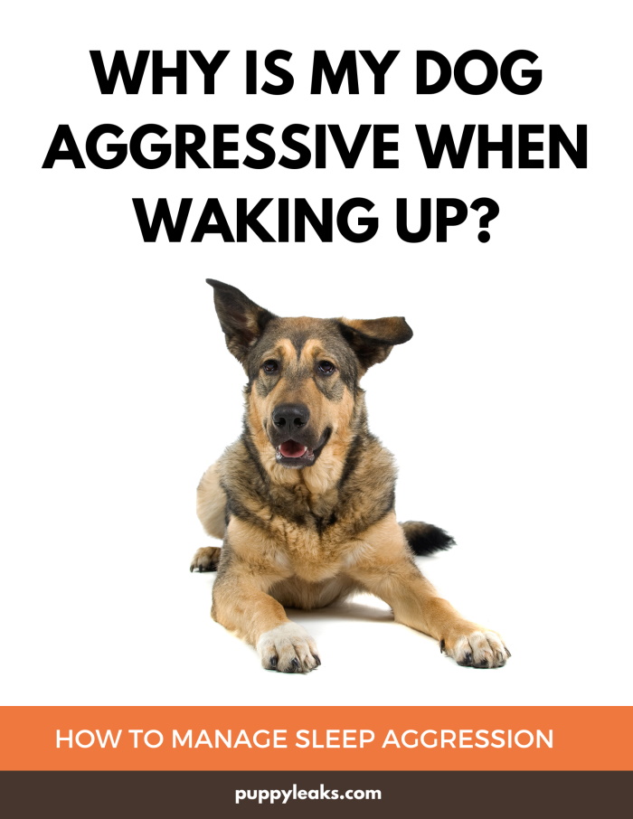 Why your dog is aggressive when waking up