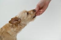 How to get your dog to take it's medicine