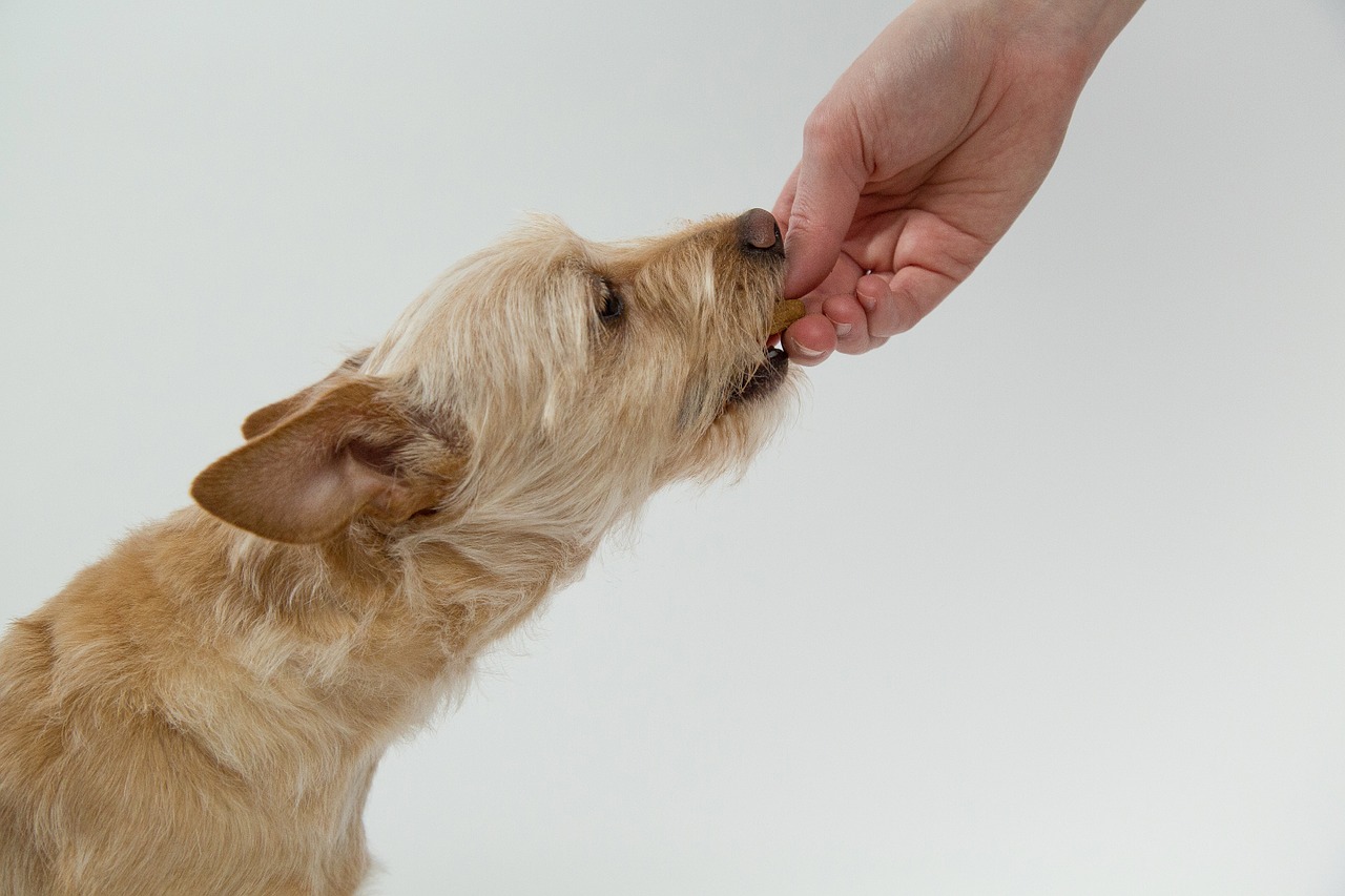 7 Tips For Getting Your Dog To Take Their Pills