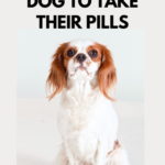How to Get Your Dog to Take Their Pills