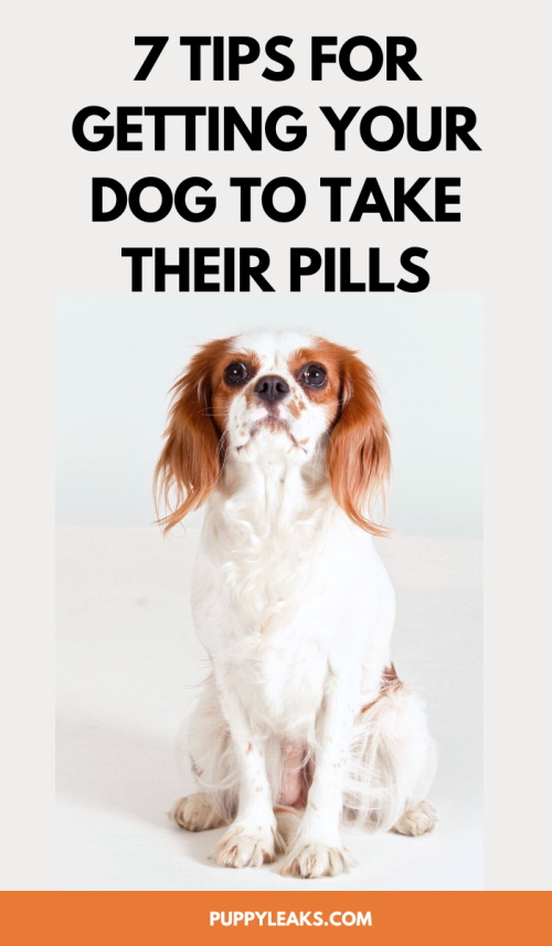 How to Get Your Dog to Take Their Pills