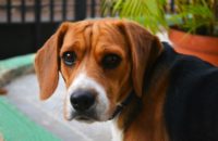 Why does my dog nibble on me?