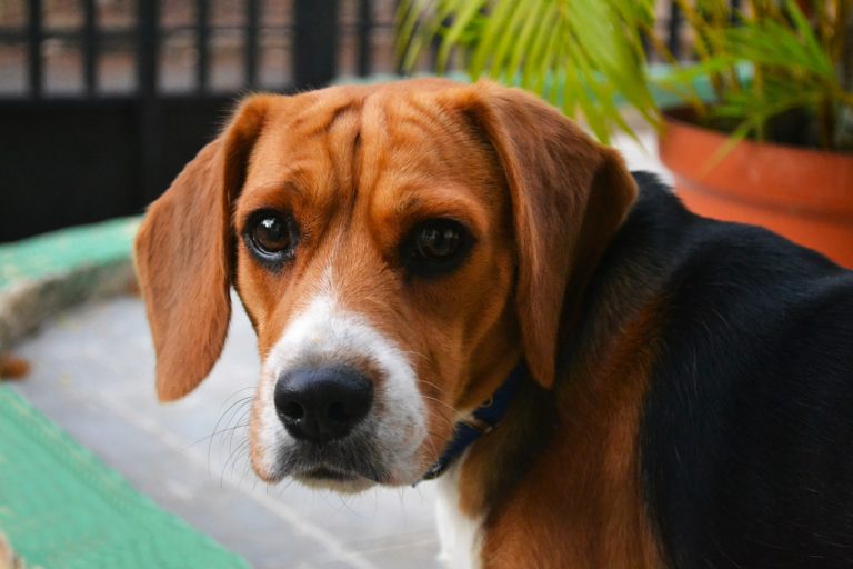 Why Does My Dog Nibble Me? Puppy Leaks