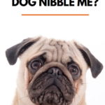 Why Does My Dog Nibble Me?