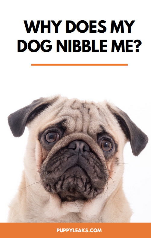 Why Does My Dog Nibble Me?