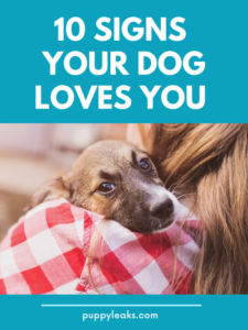 10 Signs Your Dog Loves You - Puppy Leaks