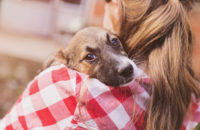 10 Signs Your Dog Loves You