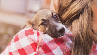 10 Signs Your Dog Loves You