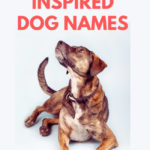 Disney Inspired Dog Names