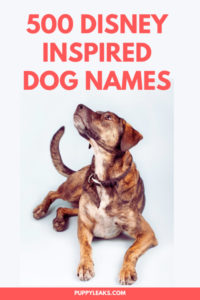 Disney Inspired Dog Names