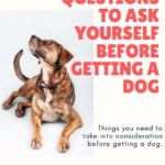 Questions to ask before getting a new dog