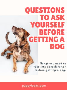 Questions to ask before getting a new dog