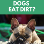 Why do dogs eat dirt?