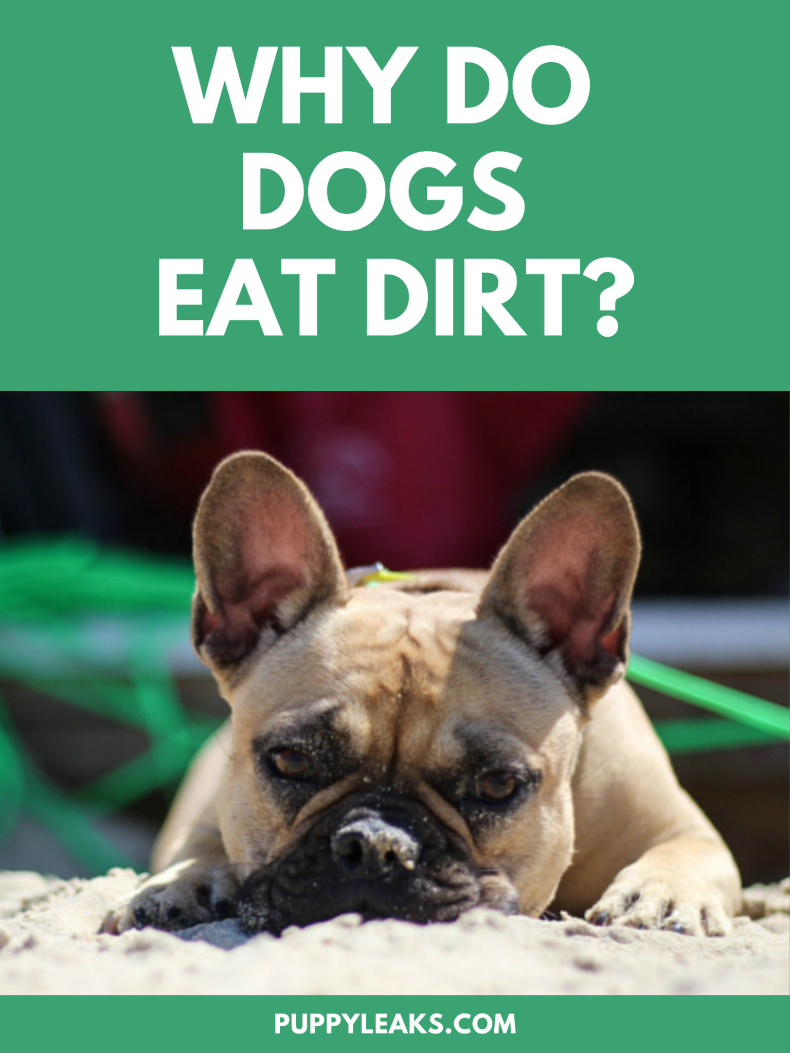 Image showcasing Why Do Dogs Eat Dirt? - Puppy Leaks