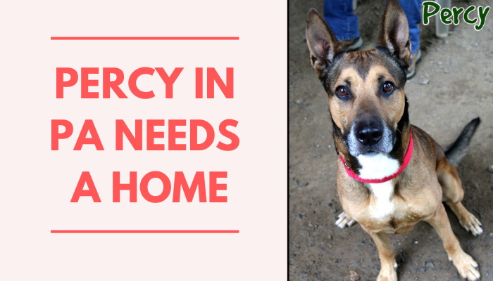 Percy in Pennsylvania Needs a Home