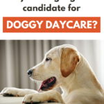 Is your dog a good candidate for doggy daycare?