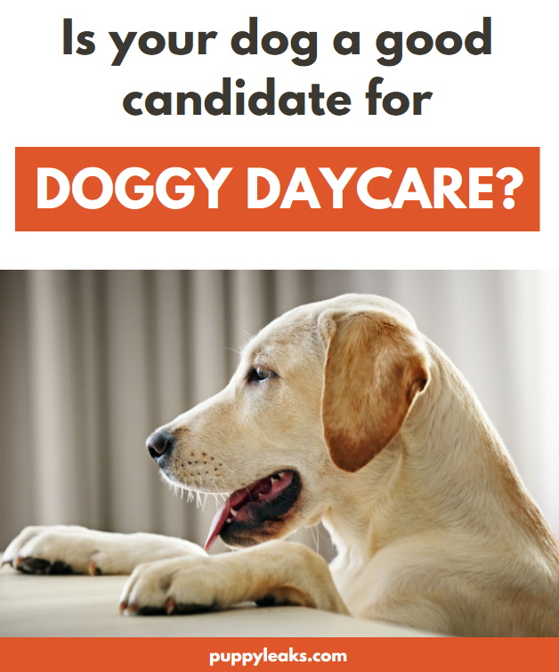 Is your dog a good candidate for doggy daycare?