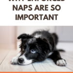 Why enforced naps are so important for dogs