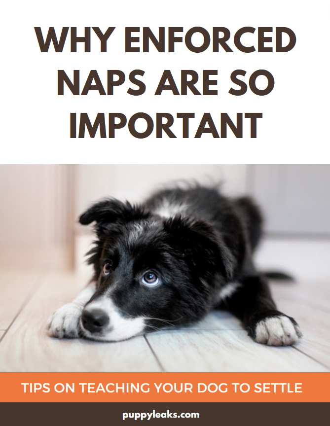 Why enforced naps are so important for dogs