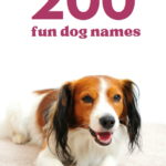 200 Fun Dog Names