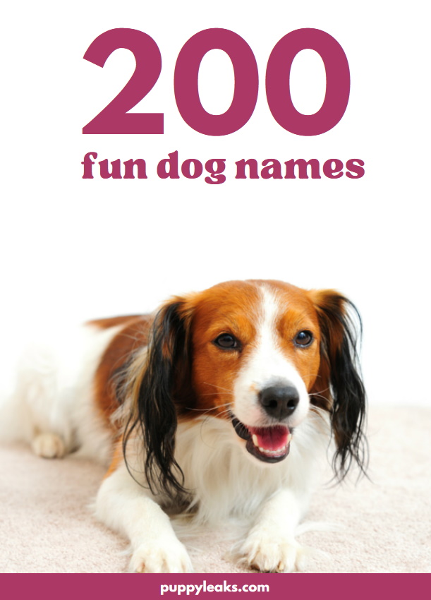 200 Fun Dog Names
