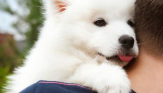 500 Unique Dog Names - Puppy Leaks