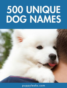 500 Unique Dog Names