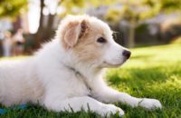 How to survive the first week with your puppy