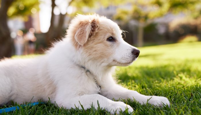 7 Tips For Surviving The First Week With Your New Puppy