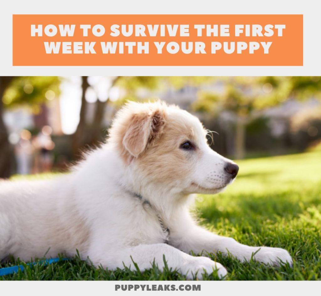 7 Tips For Surviving The First Week With Your New Puppy Puppy Leaks