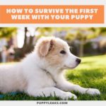 How to survive the first week with your puppy