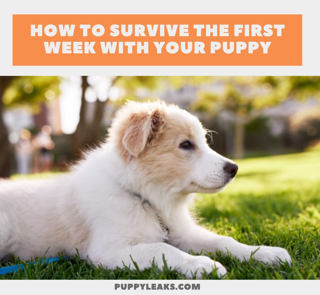 How to survive the first week with your puppy